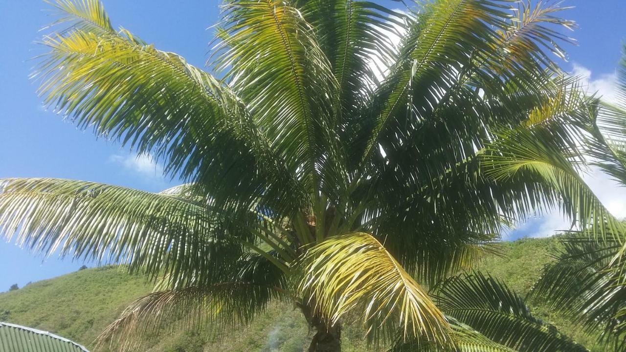 Location " La Pirogue " Maison D'Hotes A Moorea آبيتي المظهر الخارجي الصورة