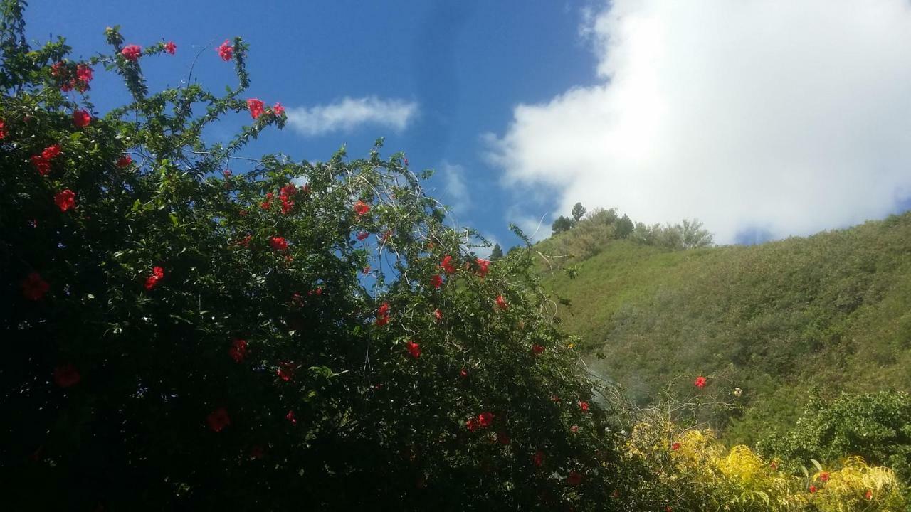 Location " La Pirogue " Maison D'Hotes A Moorea آبيتي المظهر الخارجي الصورة
